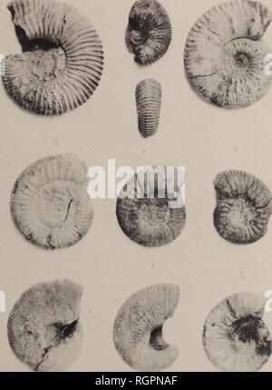 . Bulletin de la SociÃ©tÃ© gÃ©ologique de Normandie.. Geology. BULLETIN DE LA SOCIÃTÃ GÃOLOGIQUE DE NORMANDIE (t. XVI) Pl. IX. PHOTOCOLLOGRAPHIK I.ECERF, ROUEN FOSSILES DE L'ASSISE DES CARREAUX 1 Ammonites Duncani Sow. 2, t bis Ammonites Duncani Sow., car. Ã tubercules. 3 Ammonites, sp. ind. 4, 5 Ammonites sub-Backeriae Sow. 6 Ammonites anceps Rein.*! 7, 8 Ammonites cf. calloviensis Sow. 9 Ammonites athleta Phill.. Please note that these images are extracted from scanned page images that may have been digitally enhanced for readability - coloration and appearance of these illustrations may not Stock Photo