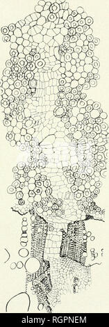 . Bulletin de la Socit botanique de Genve. Plants; Plants -- Switzerland. (182) II. CIKIDAT. LÀ VEGETATION IHT PARAGUAY. Fitr. 147. — Mascagnia anisopetala (Jrisb. - Moelle scléreuse (jn voie de dilata- tion; on voit aussi le bois périaxial rompu: des deux côtés de la rupture, le protoxylème; par dessus le pont axial, le coin libérien. (Dessin de W. Y.i l'anneau de bois axial autour duquel d'ailleurs s'établit nue assise génératrice productrice de parenchyme. En même temps, les coins. Please note that these images are extracted from scanned page images that may have been digitally enhanced for Stock Photo