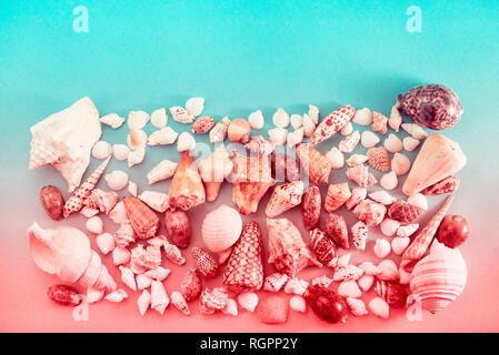 Different sea shells on live coral background. Top view flat lay Stock Photo