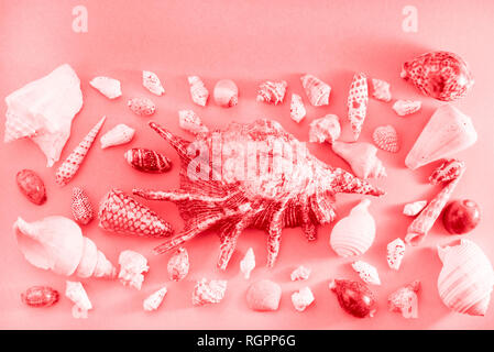 Different sea shells on live coral background. Top view flat lay Stock Photo
