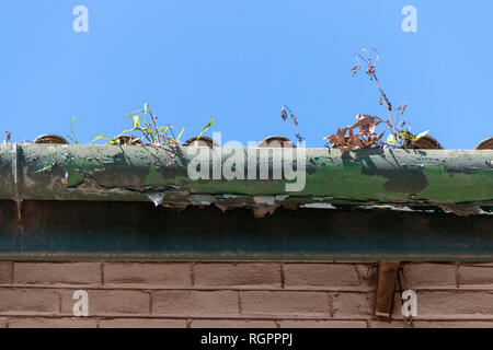 A close up front view of a old light and dark green gutter where the paint has peeled away from the outdoor elemts and that has weeds growing out the  Stock Photo