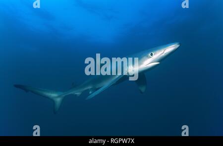Blue Shark (Prionace glauca) in blue water, San Diego, California, USA
