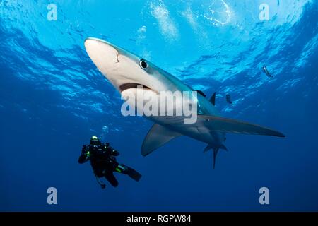 Diver and Blue Shark (Prionace glauca) with Pilot Fish (Naucrates ductor), swimming in blue water, Faial, Azores, Portugal