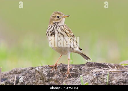 Meadow Pipit (Anthus pratensis), adult standing on the ground Stock Photo