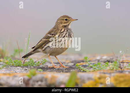 Meadow Pipit (Anthus pratensis), adult standing on the ground Stock Photo