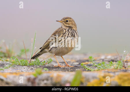 Meadow Pipit (Anthus pratensis), adult standing on the ground Stock Photo