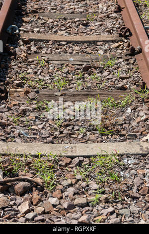 A close view of a railway line where the grass has grown over the middle and sides of the railway line Stock Photo