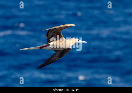 Red-footed Booby. Sula sula, Dark morhp in the Caribbean sea Stock Photo