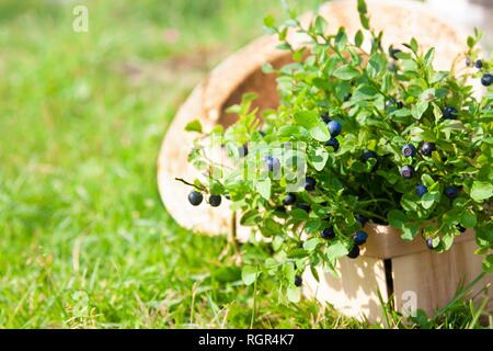 Blueberries and summer hat on grass Stock Photo