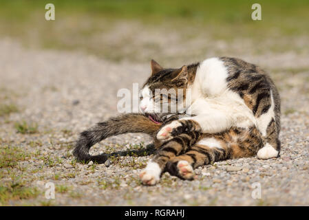 cute cat lies outdoors in the garden and dressing up Stock Photo