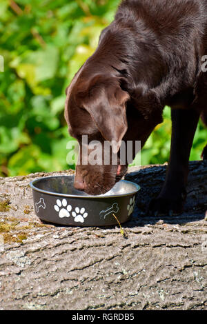 Labrador Retriever, brown, drinking from water dish Stock Photo
