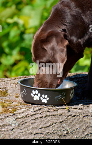 Labrador Retriever, brown, drinking from water dish Stock Photo