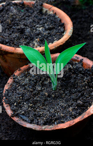 Sage cutting, Salvia officinalis Stock Photo