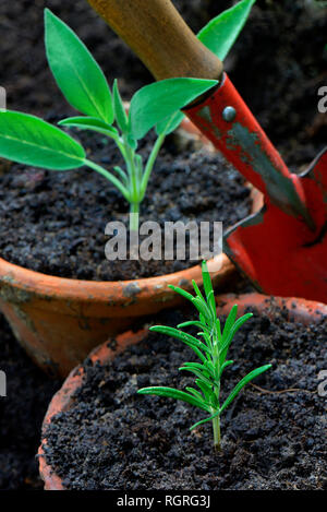 Cuttings of Rosemary and Sage, Rosmarinus officinalis, Salvia officinalis Stock Photo