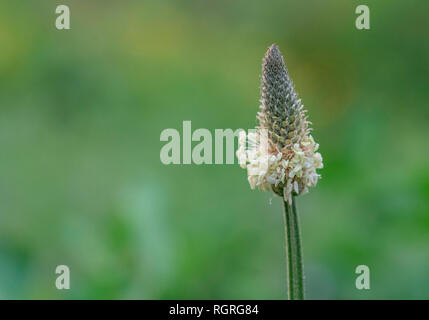 Ribwort plantain, Europe, Plantago lanceolata Stock Photo