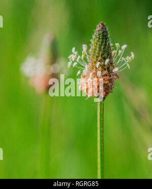 Ribwort plantain, Europe, Plantago lanceolata Stock Photo