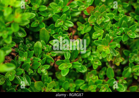 wild thyme, nature reserve Hute am Seilerberg, Ehlen, Hesse, Germany, Europe, Thymus serpyllum Stock Photo