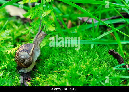 Edible Snail, North Rhine-Westphalia, Germany, Europe, Helix pomatia Stock Photo