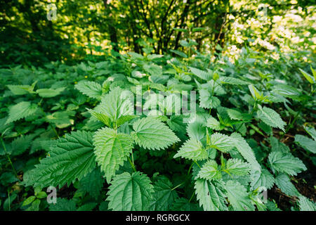 Twigs Of Wild Plant Nettle Or Stinging Nettle Or Urtica Dioica In Spring Meadow Stock Photo