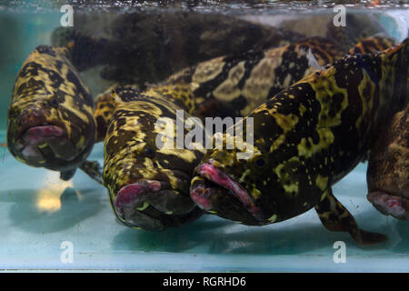 lebende Zackenbarsche, Grouper, Banzaan fresh market, Patong Beach, Phuket, Thailand Stock Photo