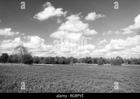 Landscape idyllic scene. Cloudy day at field. Why meadow turning purple. Buoyed by climate change invasive plant taking over landscape. Nature landscape with trees blue sky and purple flowers. Stock Photo