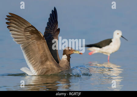 Sooty Gull (Ichthyaetus hemprichii), adult in winter plumage landing in the water Stock Photo