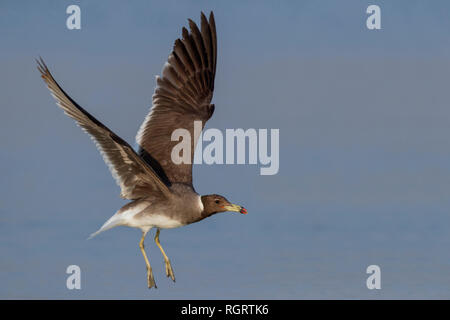 Sooty Gull (Ichthyaetus hemprichii), adult in winter plumage in flight Stock Photo