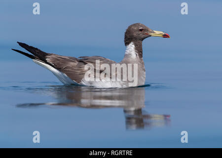 Sooty Gull (Ichthyaetus hemprichii), adult in winter plumage swimming in the sea in Oman Stock Photo