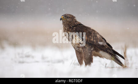 Common buzzard standing on the ground covered in snow in winter.