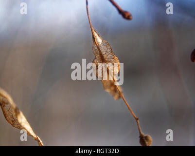 dried Linden seeds on a tree in autumn, Moscow Stock Photo