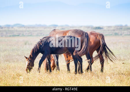 Alberese (Gr), Italy, horses grazing in the maremma country in Tuscany, Italy Stock Photo