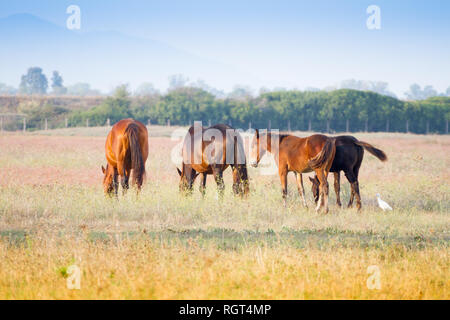 Alberese (Gr), Italy, horses grazing in the maremma country in Tuscany, Italy Stock Photo
