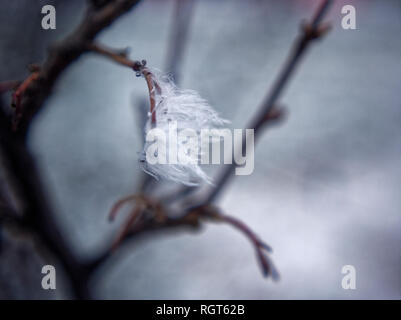 the white fluff on a branch in winter, close-up Stock Photo