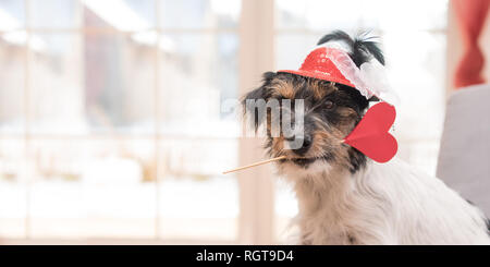 Cute romantic Jack Russell Terrier dog. Lovable dog is holding a heart to the Valentine's Day in the mouth Stock Photo
