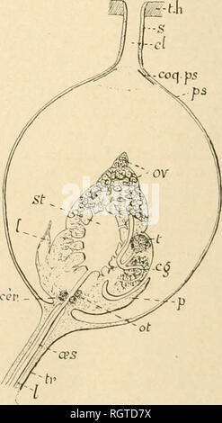 . Bulletin. Natural history; Natural history. Fig. 55.— Chimarrha ...