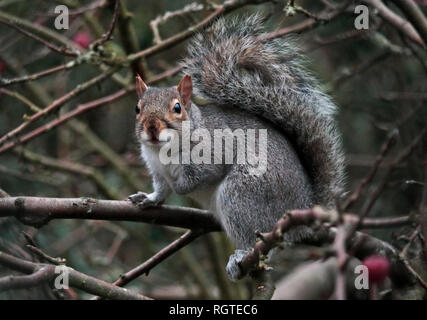 North American Grey Squirrel (sciurus carolinensis) in Crab Apple Tree, UK Stock Photo