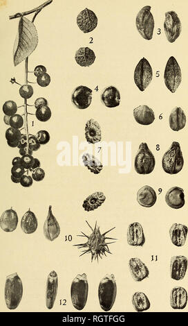 Bulletin Agriculture 7 3 I Fig 7 Seeds Of Wood Meadow Grass Poa Nemoralis A C Back Views D And E Side Views Front Views J A Terminal Floret Commercial Wood