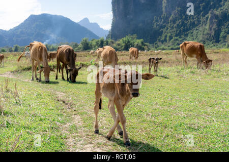 Enjoying the countryside of vang vieng in laos. Very peacefull surrounding outside the busy city. Relaxing with the cows Stock Photo