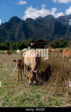 Enjoying the countryside of vang vieng in laos. Very peacefull surrounding outside the busy city. Relaxing with the cows Stock Photo