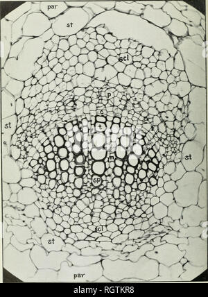 . Bulletin. 1901-13. Agriculture; Agriculture. Bui. 255, Bureau of Plant Industry, U, S. Dept. of Agricult-j Plate III.. Daisy XIV. Cross section of a normal leaf-trace (p. 26). showing unilateral structure. i. Please note that these images are extracted from scanned page images that may have been digitally enhanced for readability - coloration and appearance of these illustrations may not perfectly resemble the original work.. United States. Bureau of Plant Industry, Soils, and Agricultural Engineering. Washington Govt. Print. Off Stock Photo