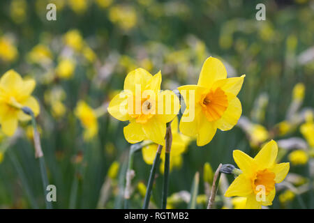 Narcissus in an English garden. Stock Photo