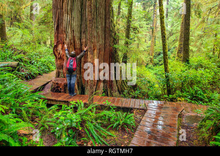 Hiker admiring a giant Western Red Cedar tree on the Rainforest Trail, Pacific Rim National Park, British Columbia, Canada. Stock Photo