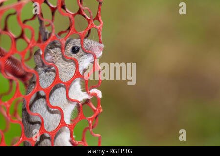 Rat in cage,mouse trapped in metal mousetrap Stock Photo