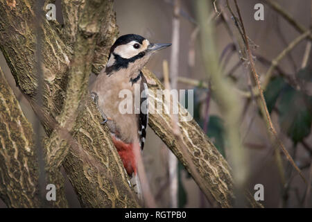 Great Spotted Woodpecker resting on branch Stock Photo