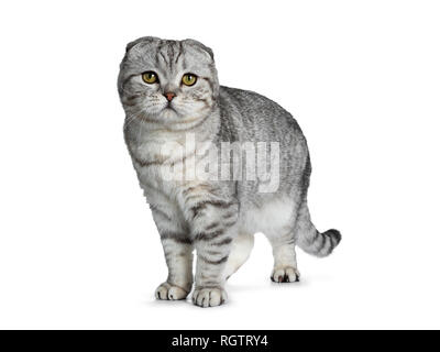 Handsome young silver tabby Scottish Fold cat kitten standing side ways facing front, looking at camera with yellow eyes. Isolated on a white backgrou Stock Photo