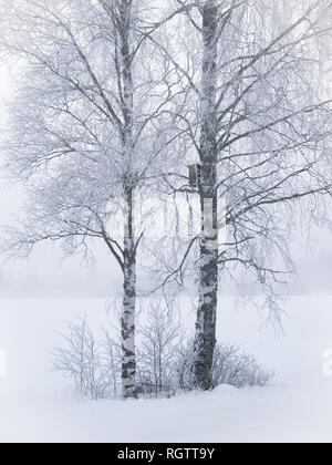 Misty landscape with trees and fog at winter morning in Finland Stock Photo