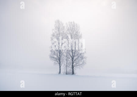 Misty landscape with trees and fog at winter morning in Finland Stock Photo