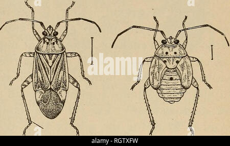 . Bulletin - Biological Survey. Zoology, Economic. MISCELLANEOUS ANIMAL FOOD. 27. Fig. 9.—Tarnished plant bug (Lygus pratensis). (From Chittenden, Bureau of Entomology.) Among other insects, ants and wasps taken together are but little over one-half of 1 percent of the }^ear's food. The beneficial species consumed were ichneumon flies, but they make up only 0.07 percent of the total food. Ants at certain times are eaten freely, especially b}^ California larks. These insects are considered more injurious than beneficial. None of the other components of the animal food amounts to 1 percent of th Stock Photo