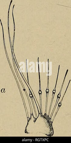 Tubercles Insect . Fig. 2.-a, Tubercle from First-Stage Larva Showing Hairs; b ...