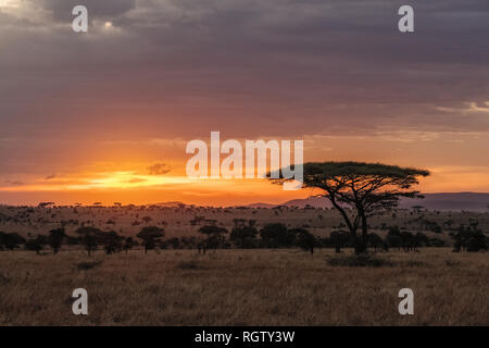 The Serengeti is one of the most popular nature reserves in the world and is also a UNESCO World Heritage Site. It is home to a variety of animals. Stock Photo